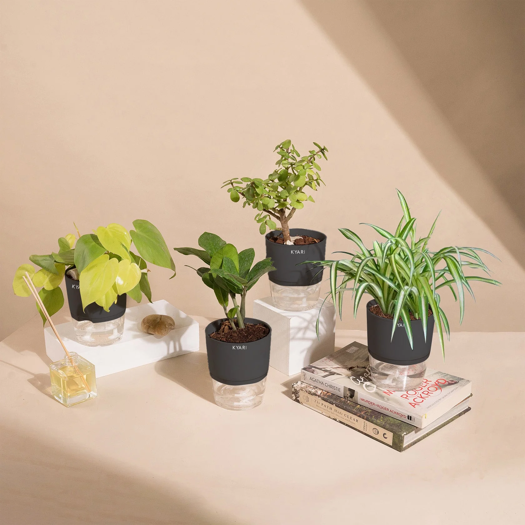 Set of 4 - ZZ - Zamia Green & Golden Money & Lucky Jade & Spider Plant - Image 11