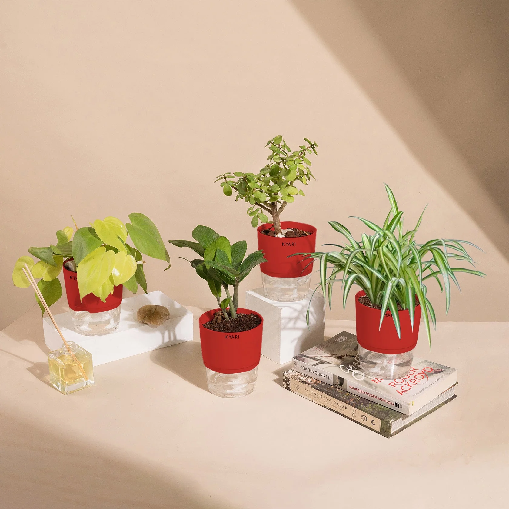 Set of 4 - ZZ - Zamia Green & Golden Money & Lucky Jade & Spider Plant - Image 12