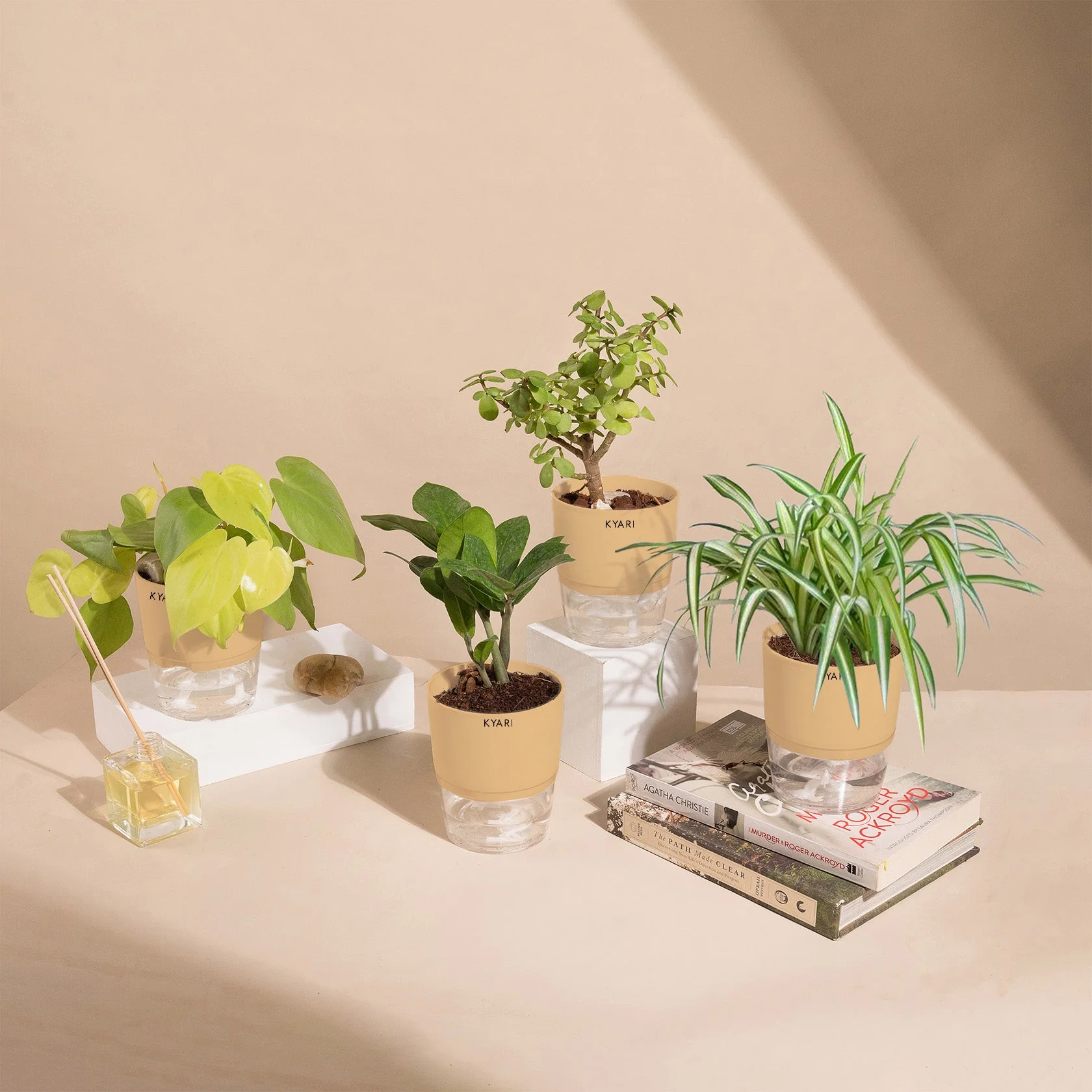 Set of 4 - ZZ - Zamia Green & Golden Money & Lucky Jade & Spider Plant - Image 8