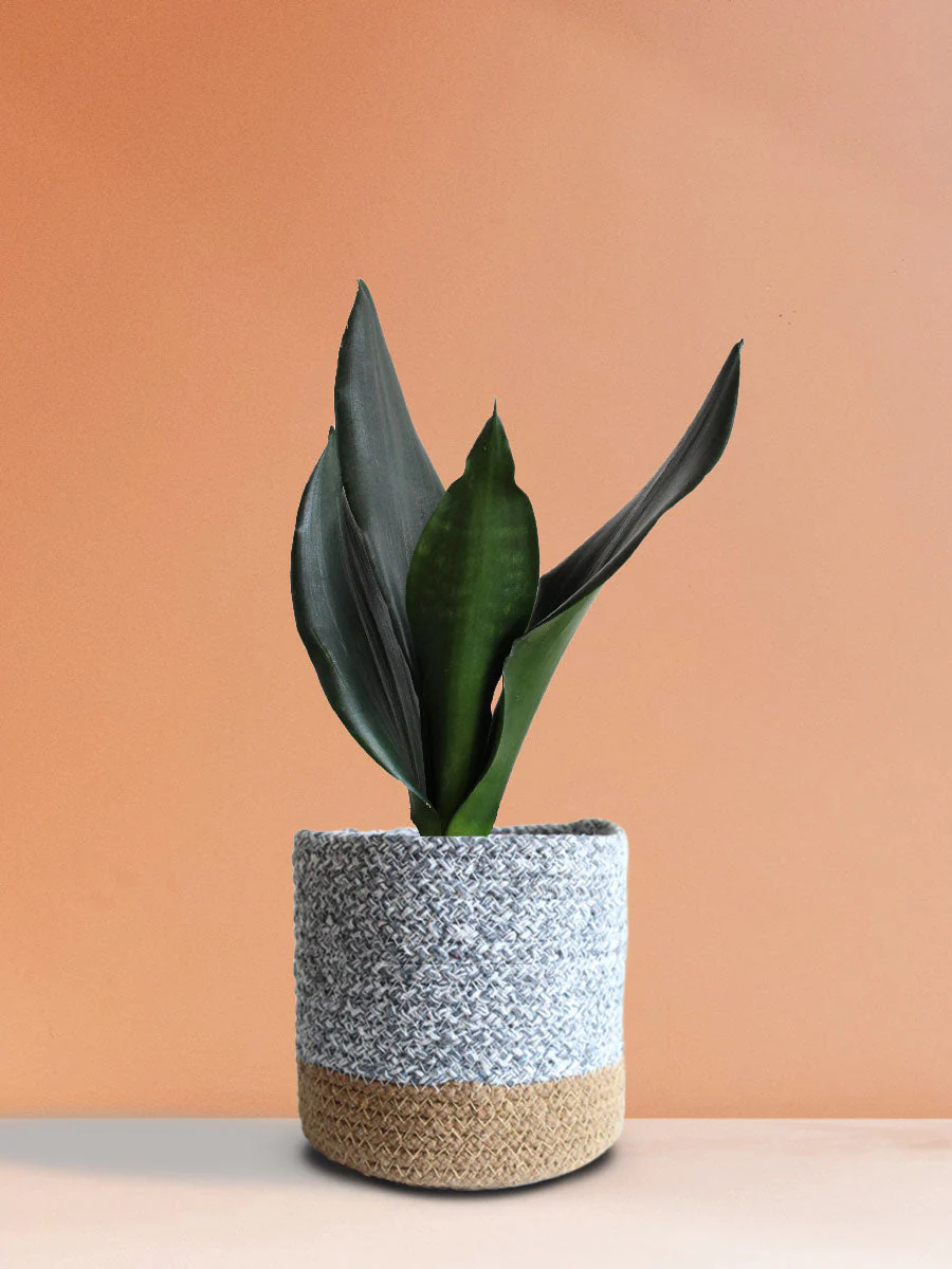 Snake Plant Black Dragon (Medium) - Image 4