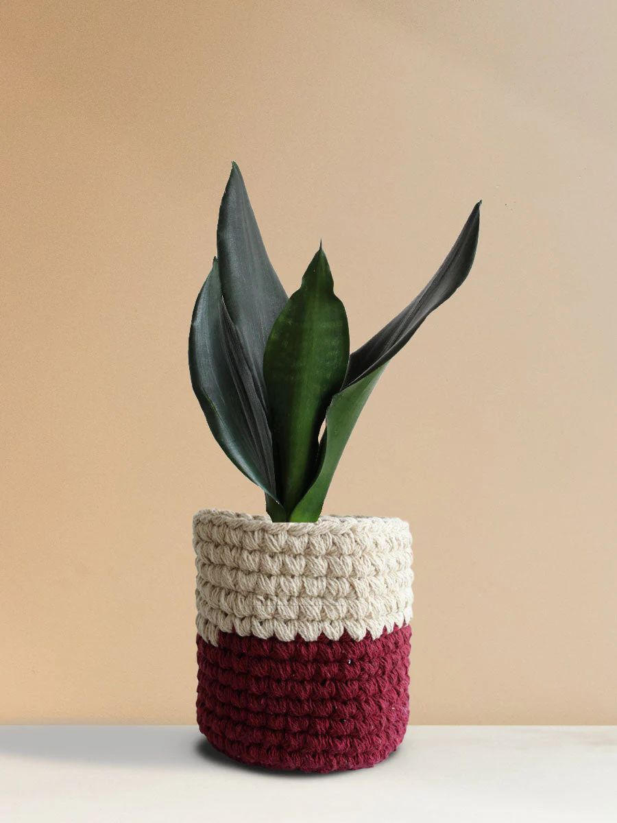 Snake Plant Black Dragon (Medium) - Image 8