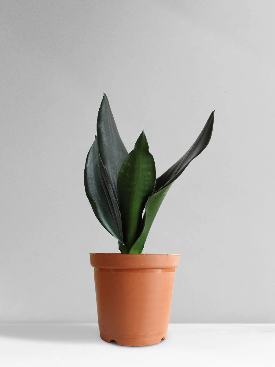 Snake Plant Black Dragon (Medium) - Image 9