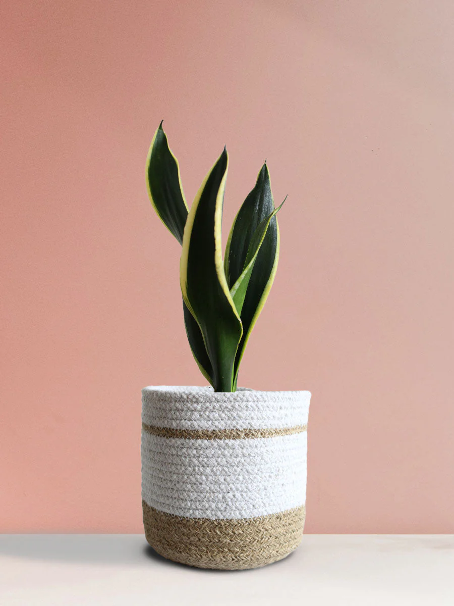 Snake Plant Black Jack (Medium) - Image 7