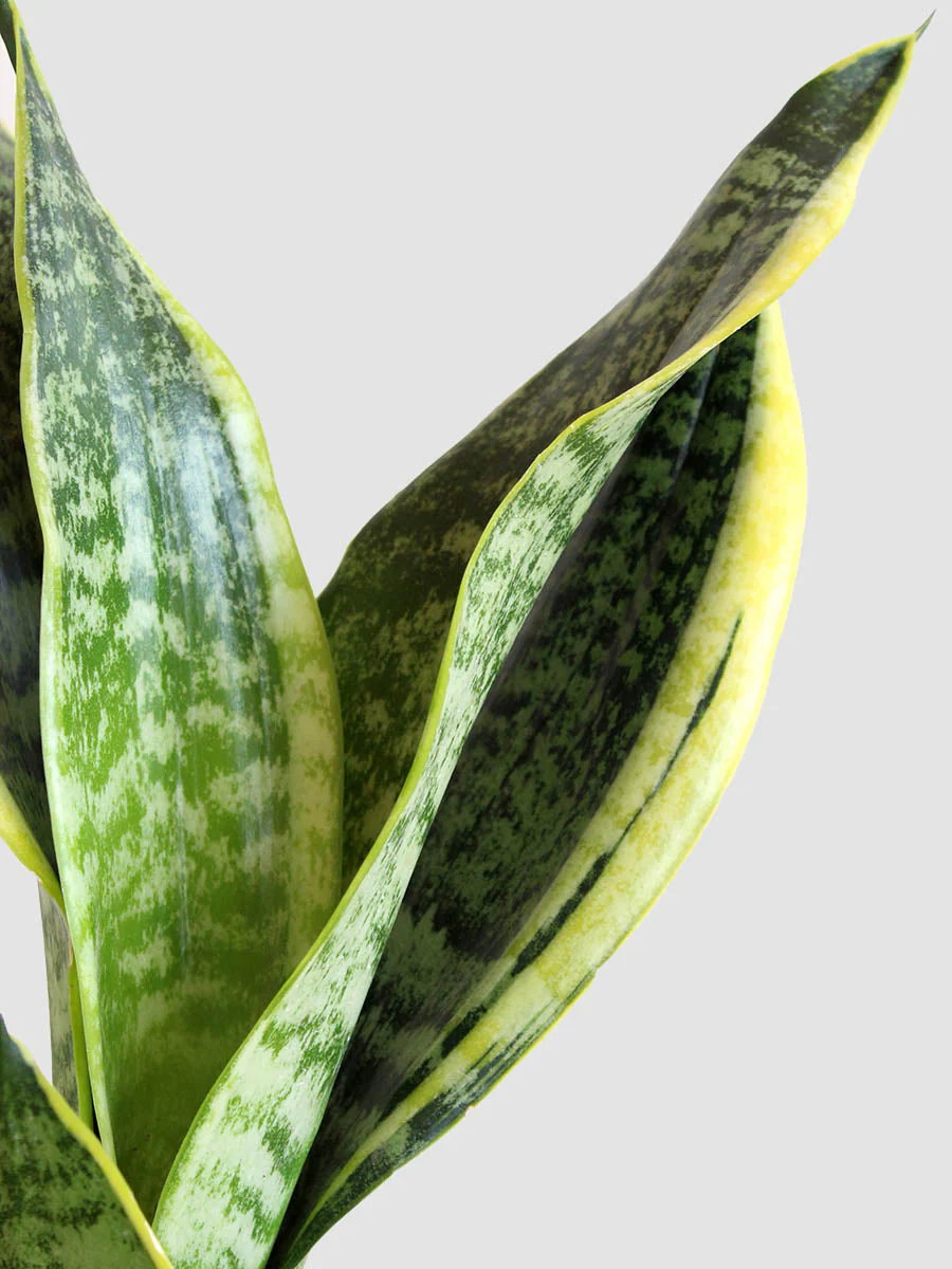 Snake Plant Futura Superba (Medium) - Image 2
