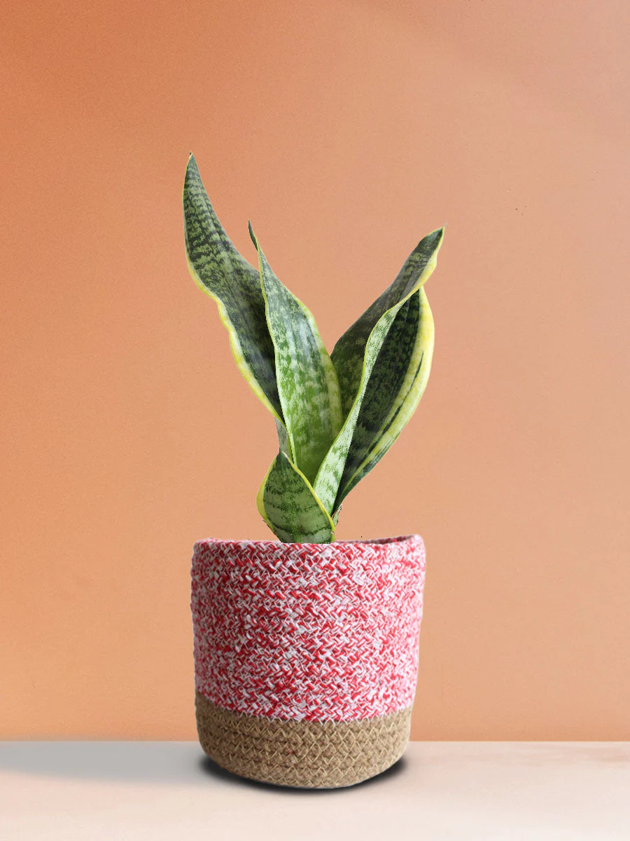 Snake Plant Futura Superba (Medium) - Image 4