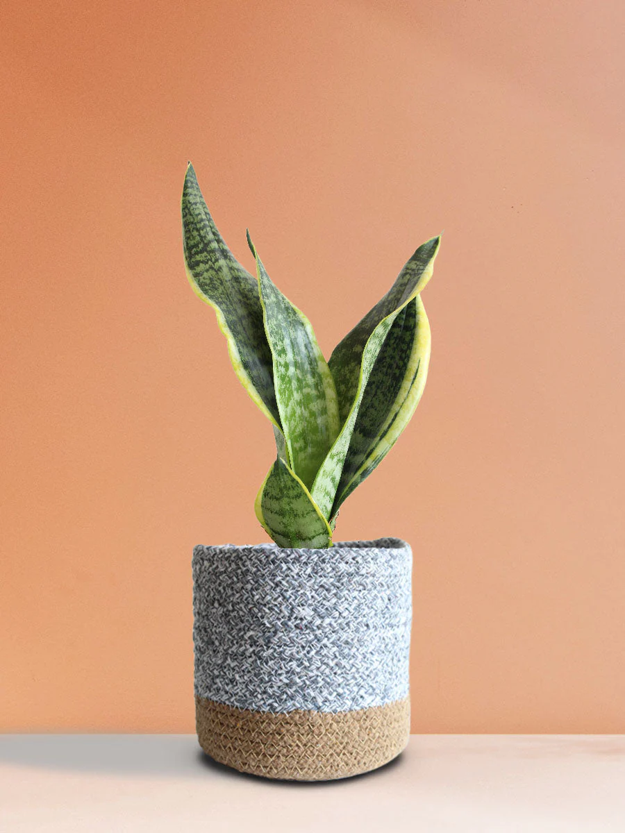 Snake Plant Futura Superba (Medium) - Image 5