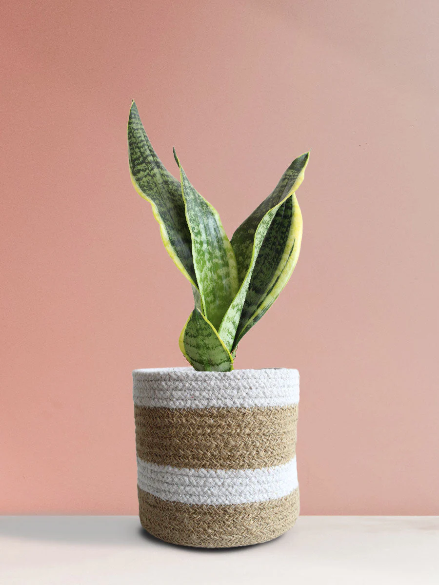 Snake Plant Futura Superba (Medium) - Image 6