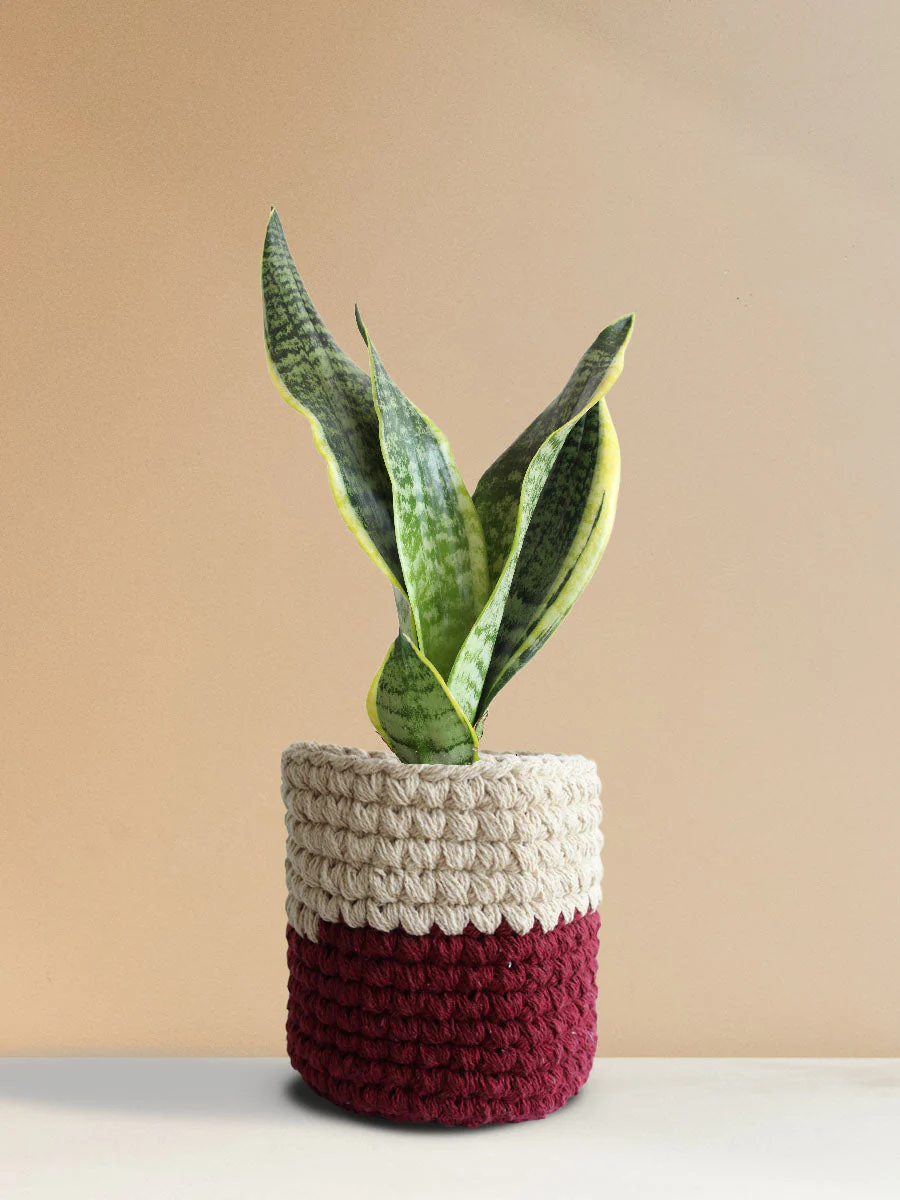Snake Plant Futura Superba (Medium) - Image 8