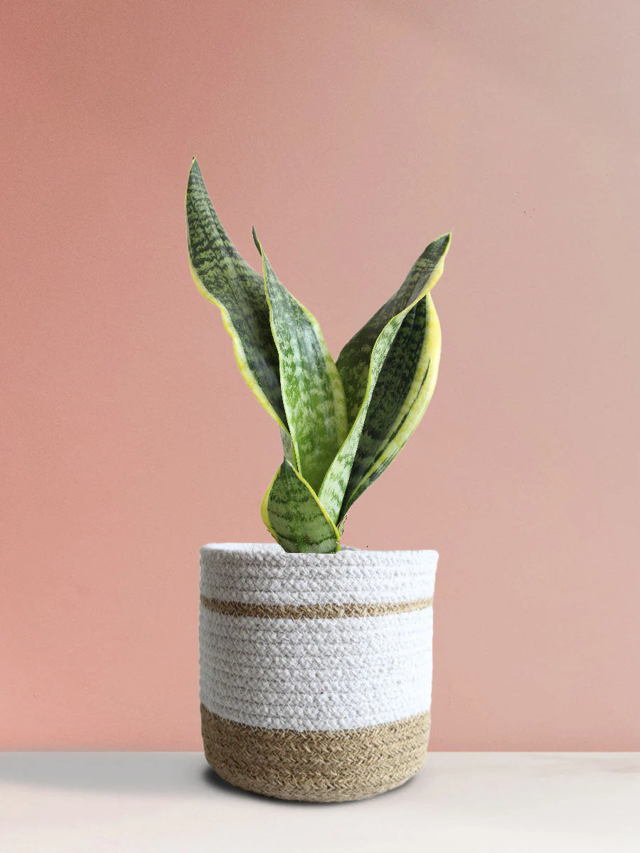 Snake Plant Futura Superba (Medium) - Image 9