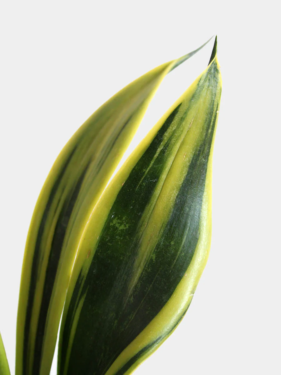 Snake Plant Golden Flame (Medium) - Image 3