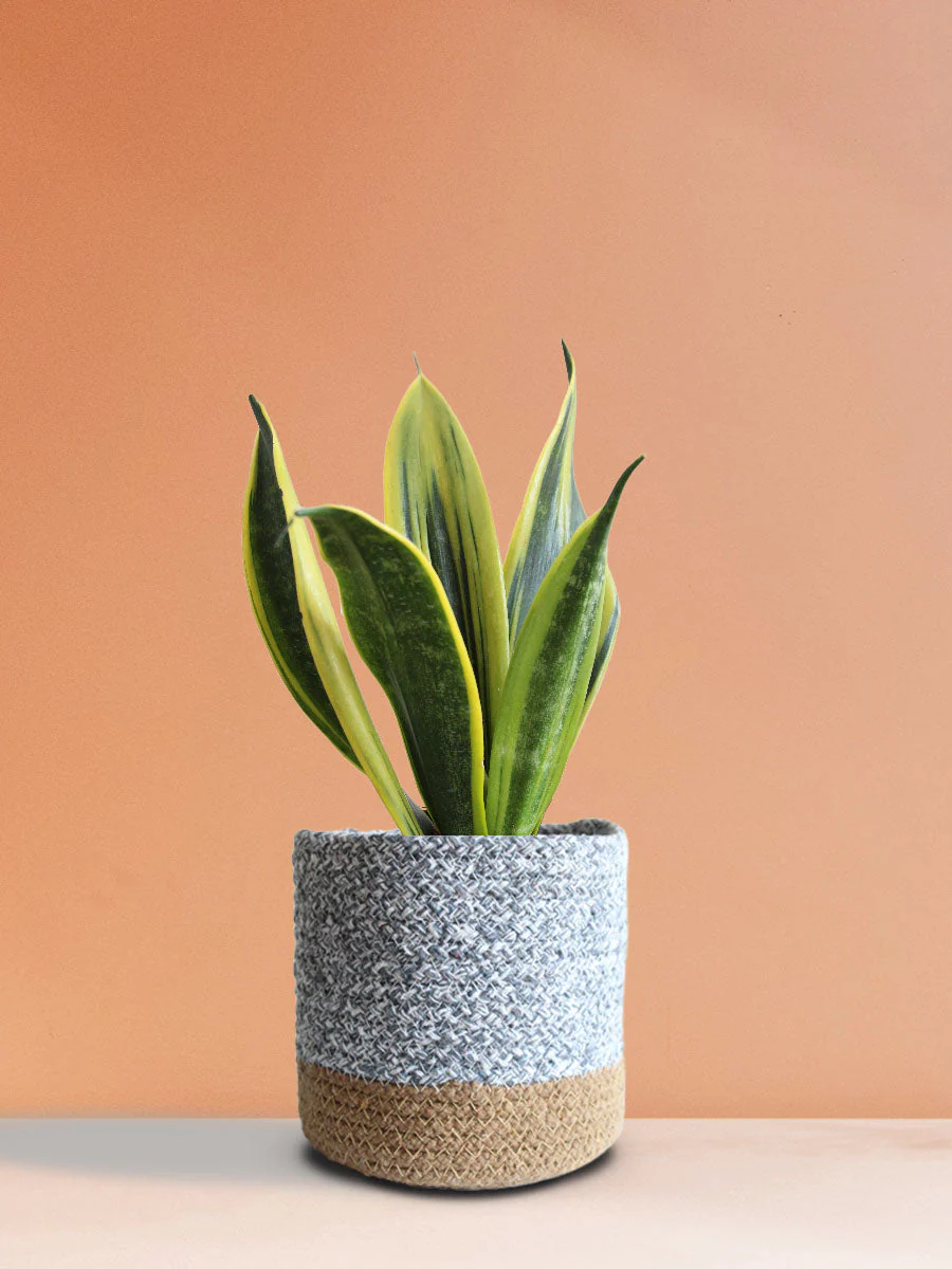 Snake Plant Golden Flame (Medium) - Image 4