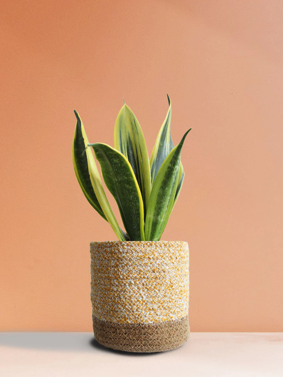 Snake Plant Golden Flame (Medium) - Image 5