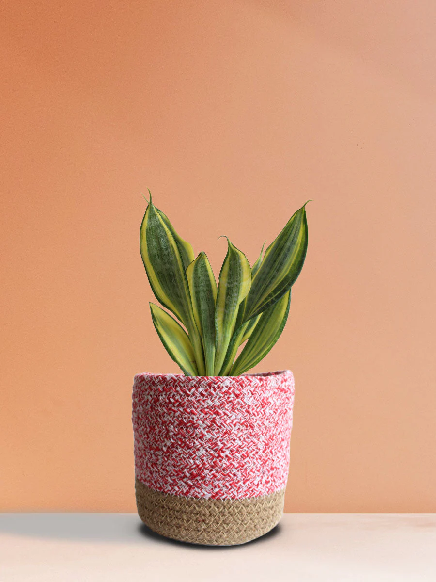 Snake Plant Golden Hahnii (Medium) - Image 5
