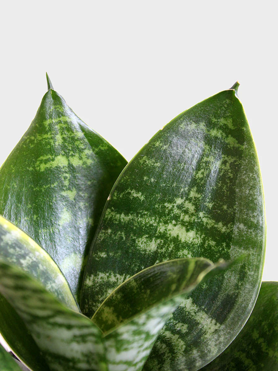 Snake Plant Hahnii (Medium) - Image 3