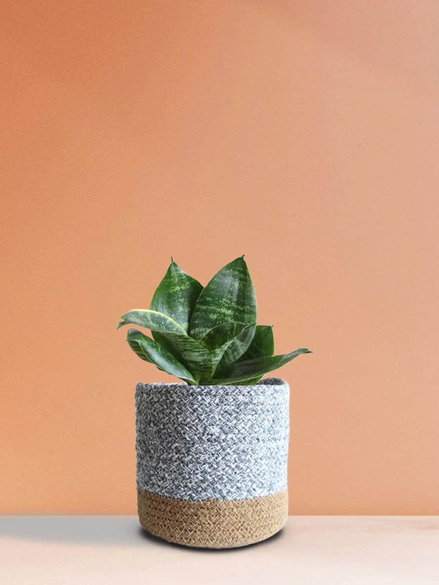 Snake Plant Hahnii (Medium) - Image 5