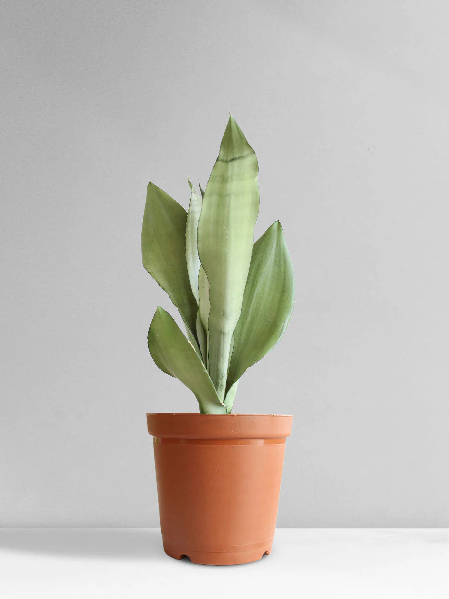 Snake Plant Moonshine (Medium) - Image 15