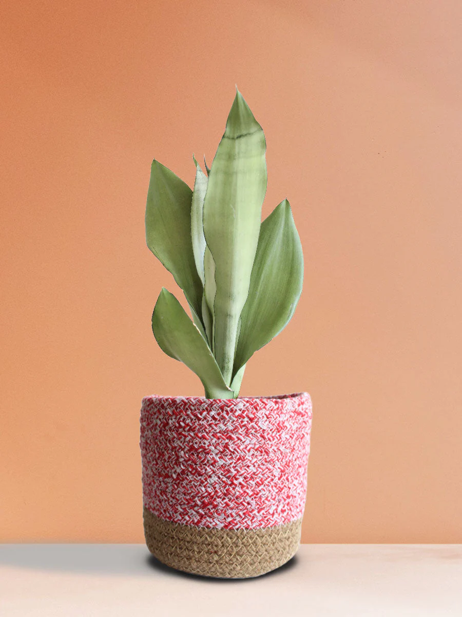 Snake Plant Moonshine (Medium) - Image 16
