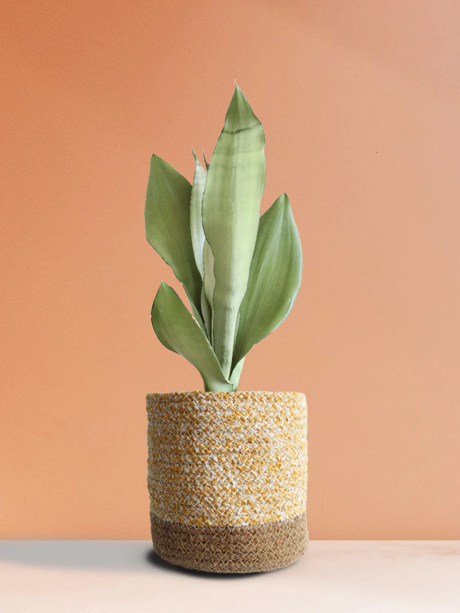 Snake Plant Moonshine (Medium) - Image 17