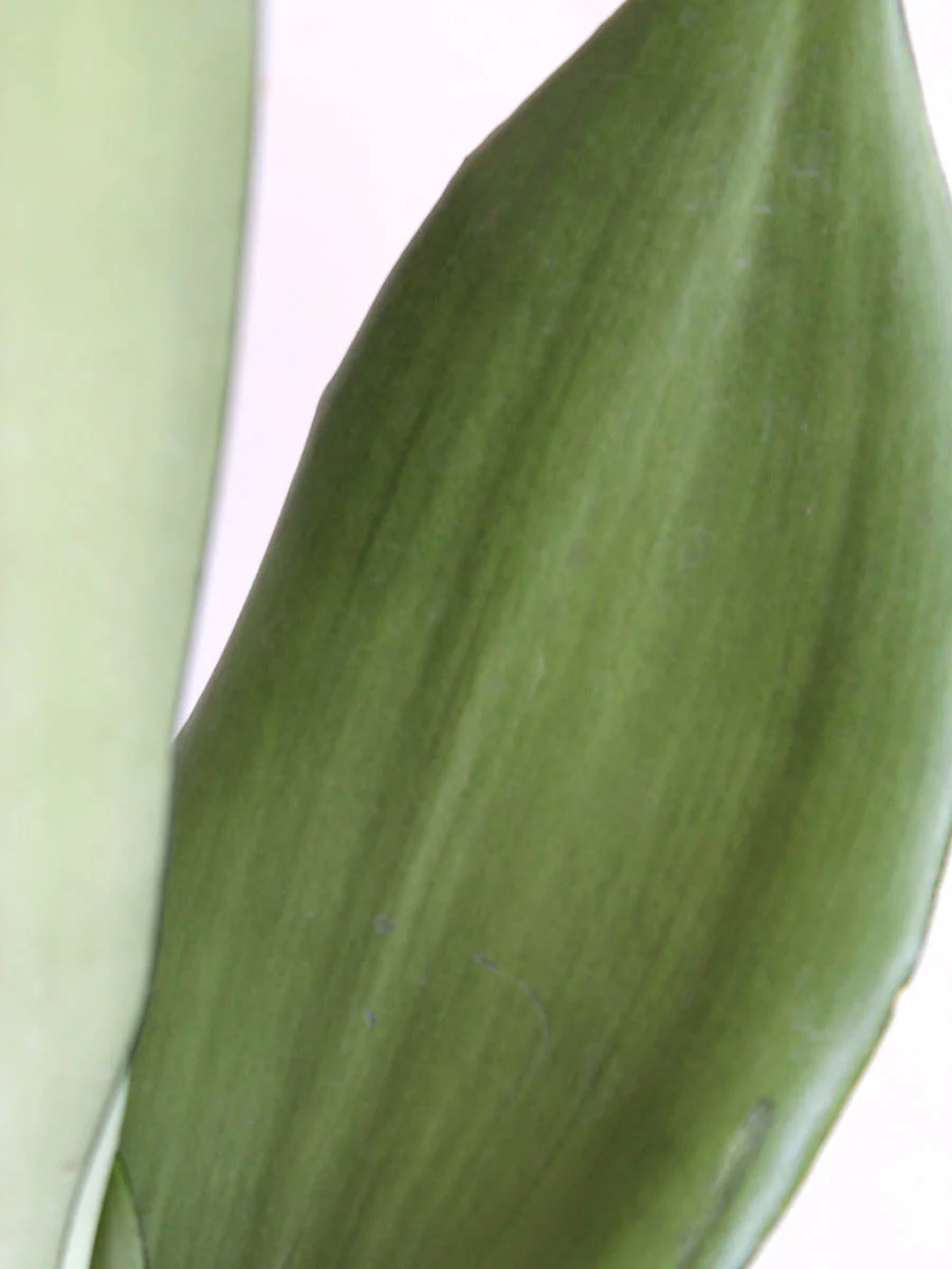 Snake Plant Moonshine (Medium) - Image 4