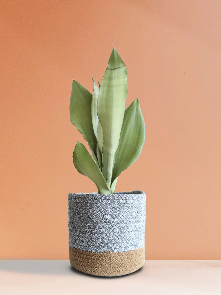 Snake Plant Moonshine (Medium) - Image 7