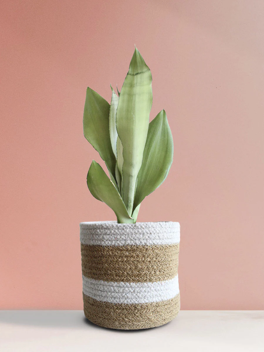 Snake Plant Moonshine (Medium) - Image 9