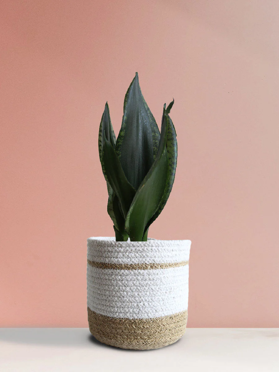 Snake Plant Whitney (Medium) - Image 3
