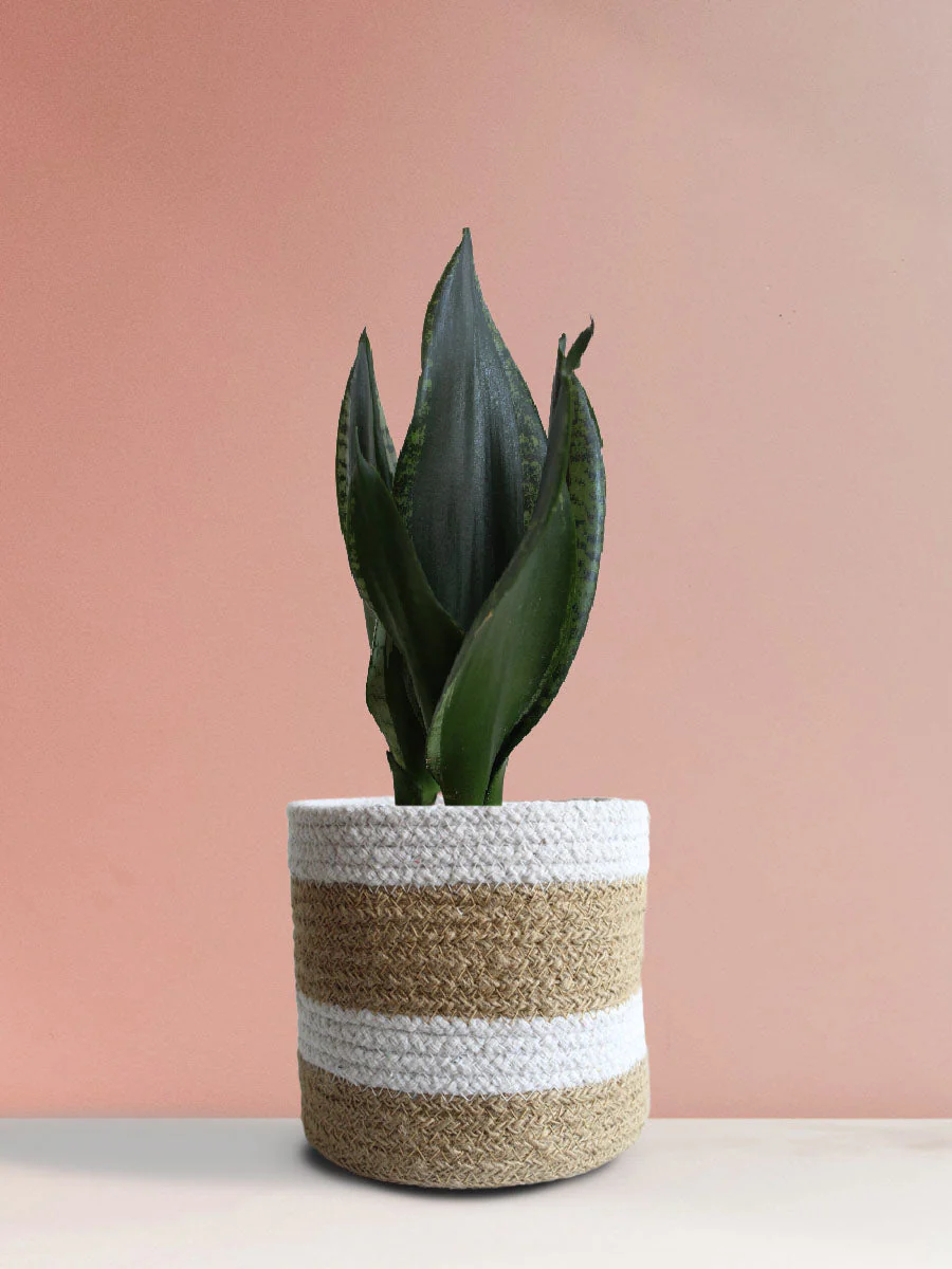 Snake Plant Whitney (Medium) - Image 4