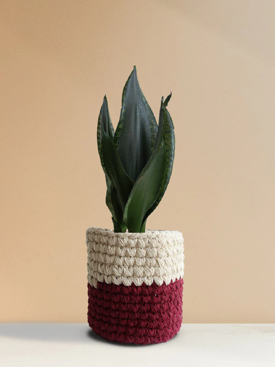 Snake Plant Whitney (Medium) - Image 5