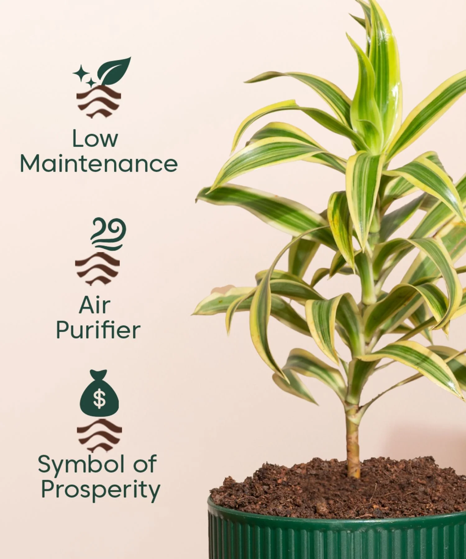 Song Of India Plant With Mylo Self Watering Pot - Paytm Exclusive - Image 10