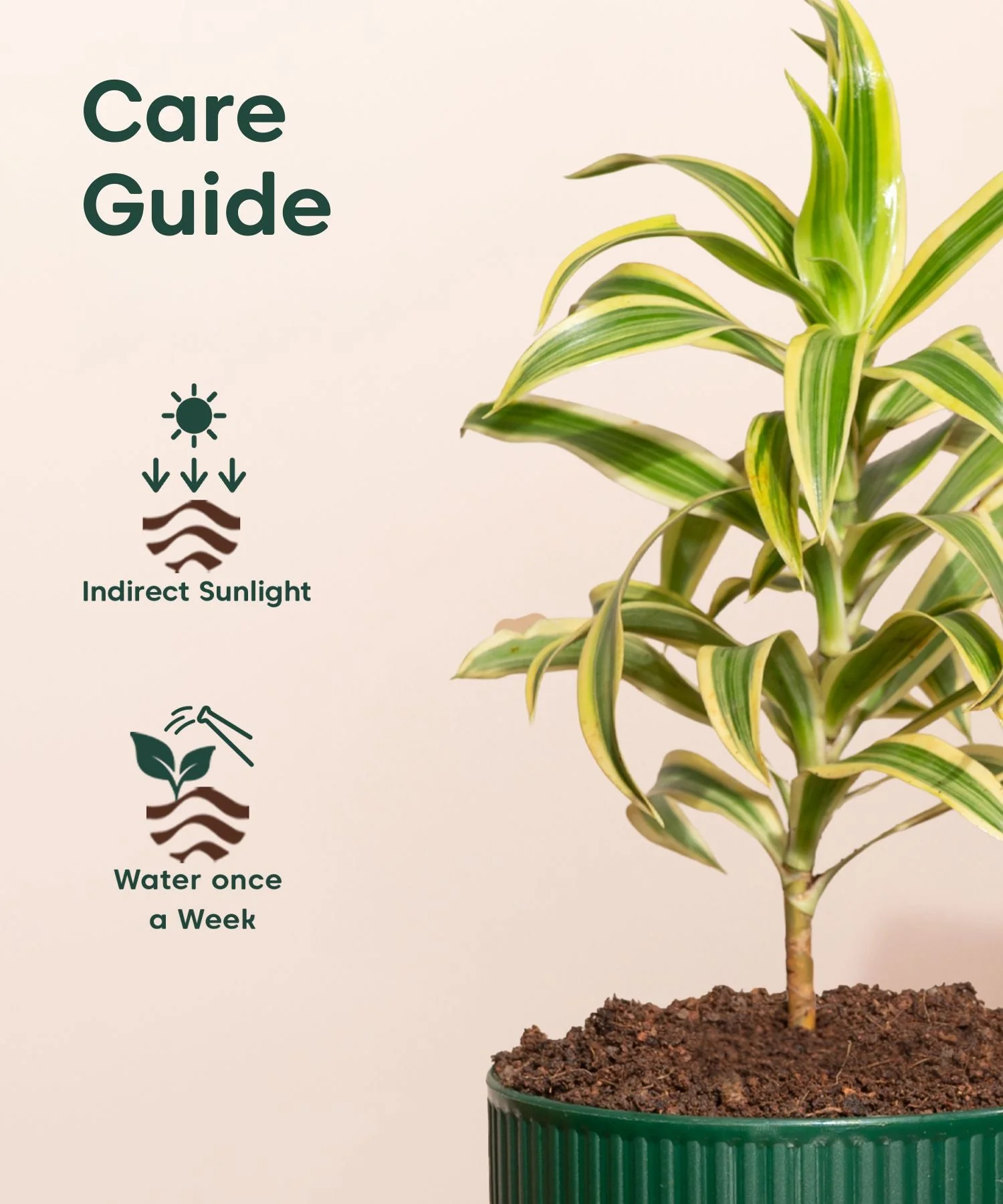 Song Of India Plant With Mylo Self Watering Pot - Paytm Exclusive - Image 11