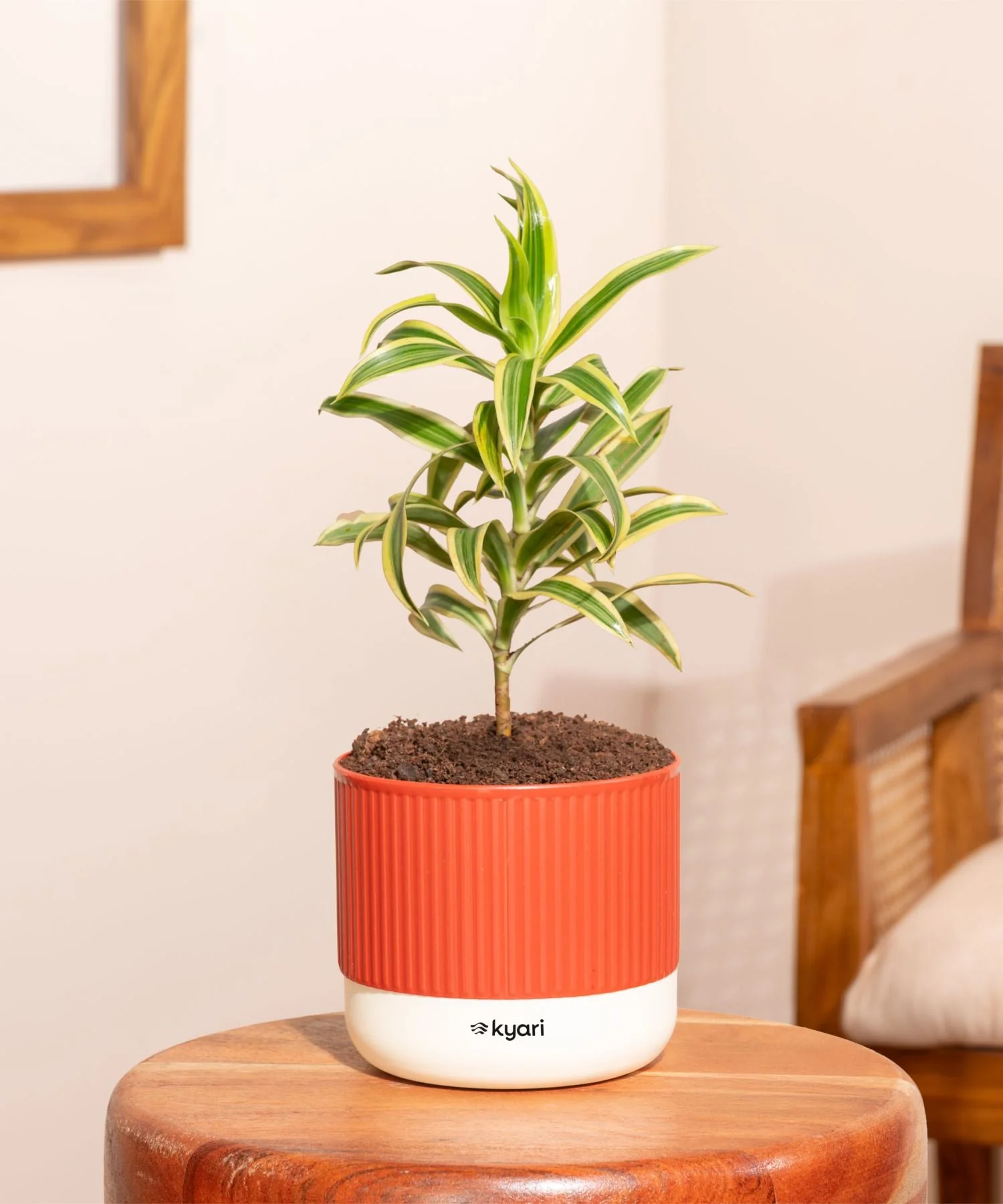 Song Of India Plant With Mylo Self Watering Pot - Paytm Exclusive - Image 17