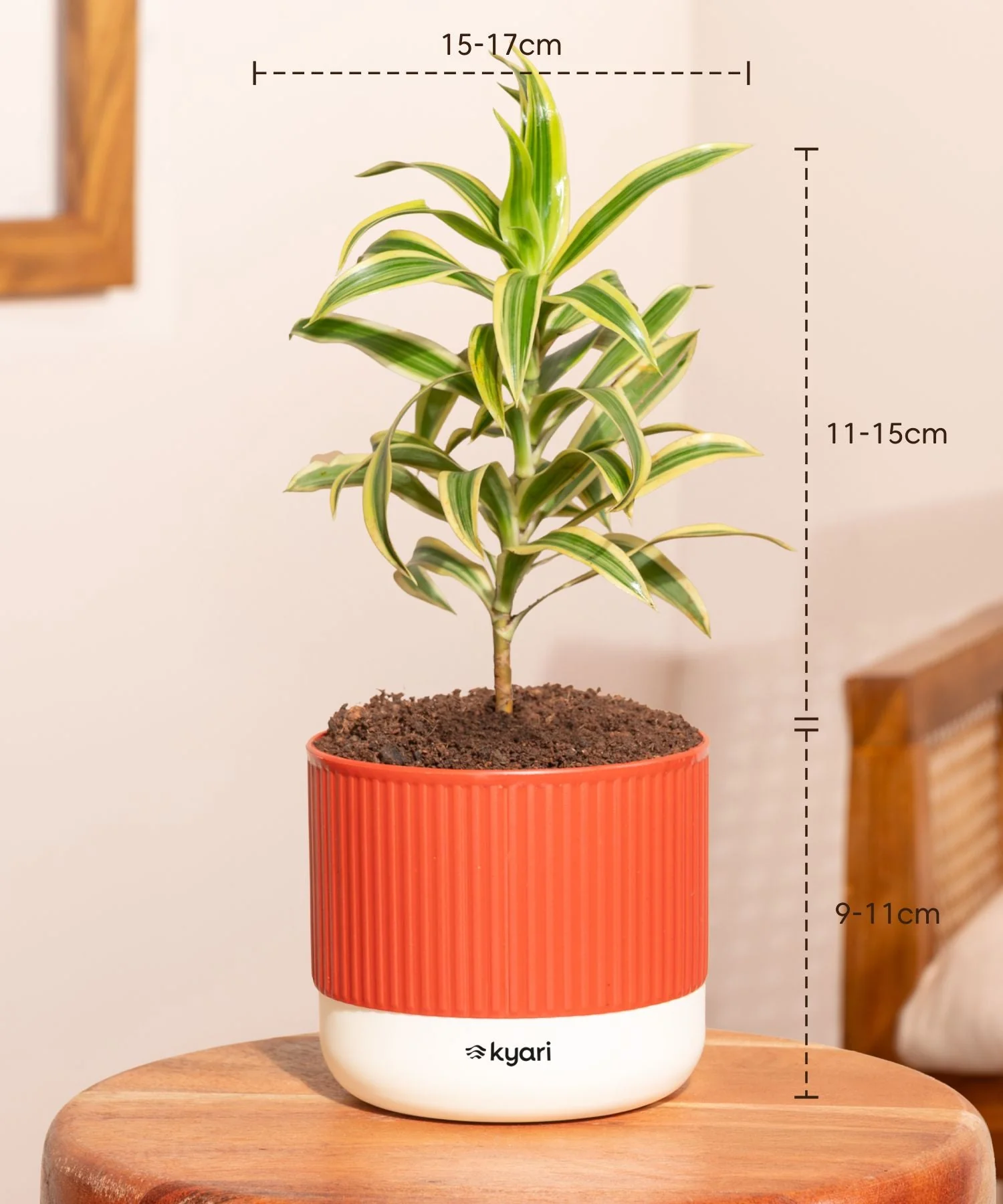 Song Of India Plant With Mylo Self Watering Pot - Paytm Exclusive - Image 3