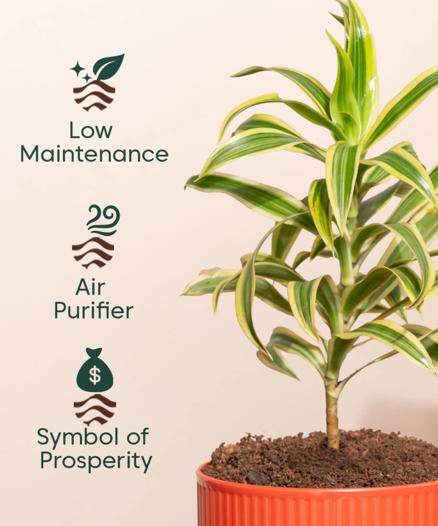 Song Of India Plant With Mylo Self Watering Pot - Paytm Exclusive - Image 4