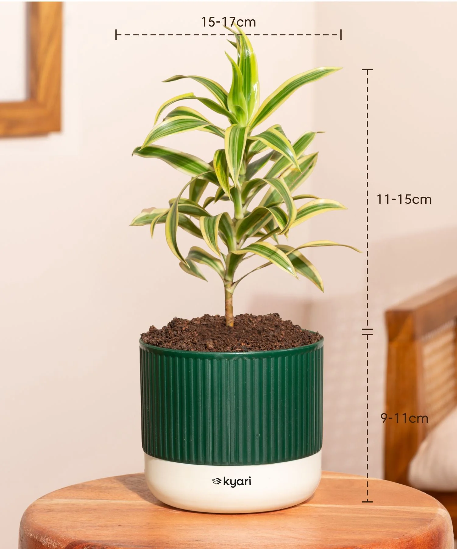 Song Of India Plant With Mylo Self Watering Pot - Paytm Exclusive - Image 9