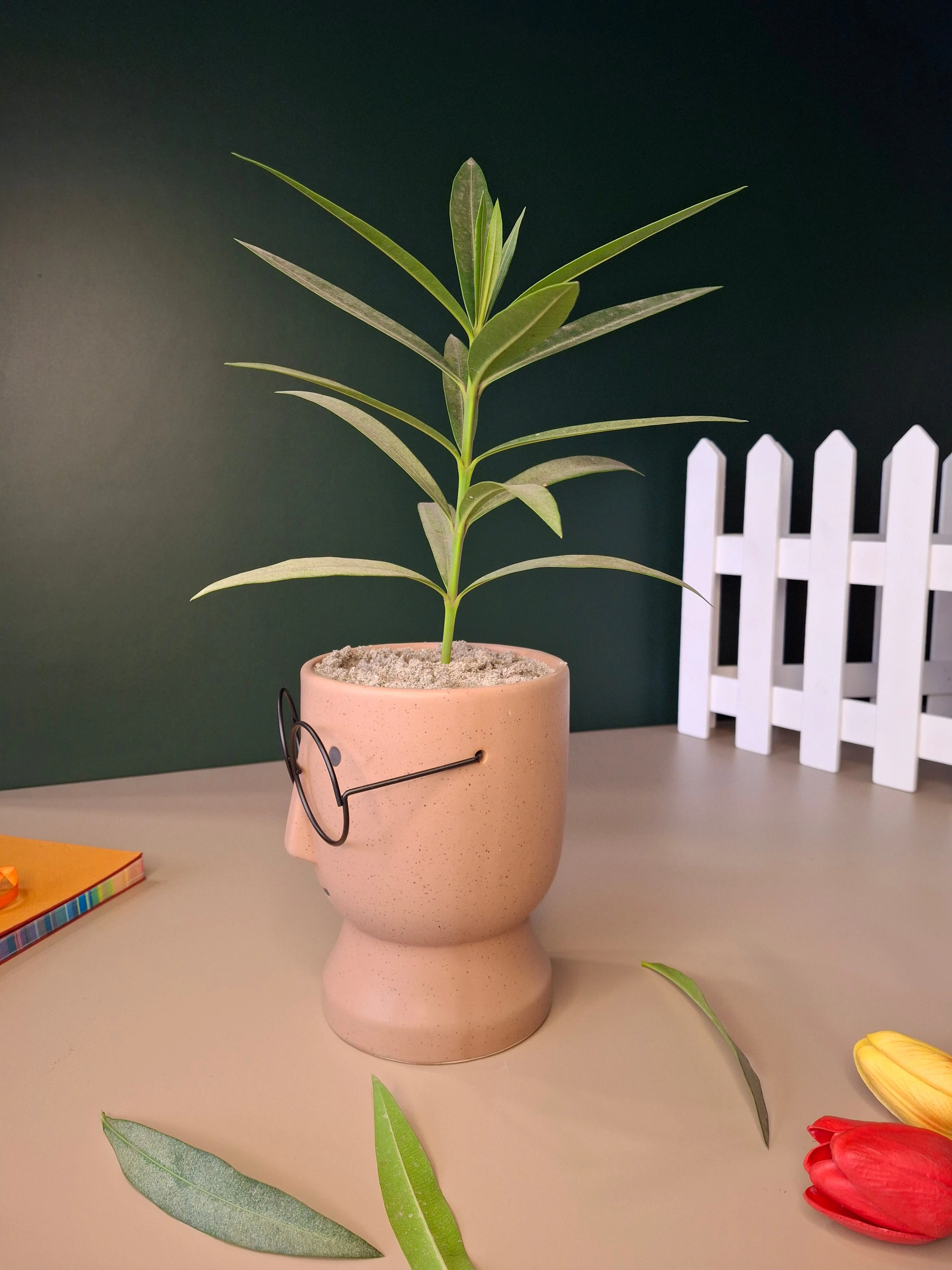 The Librarian Planter - Image 3