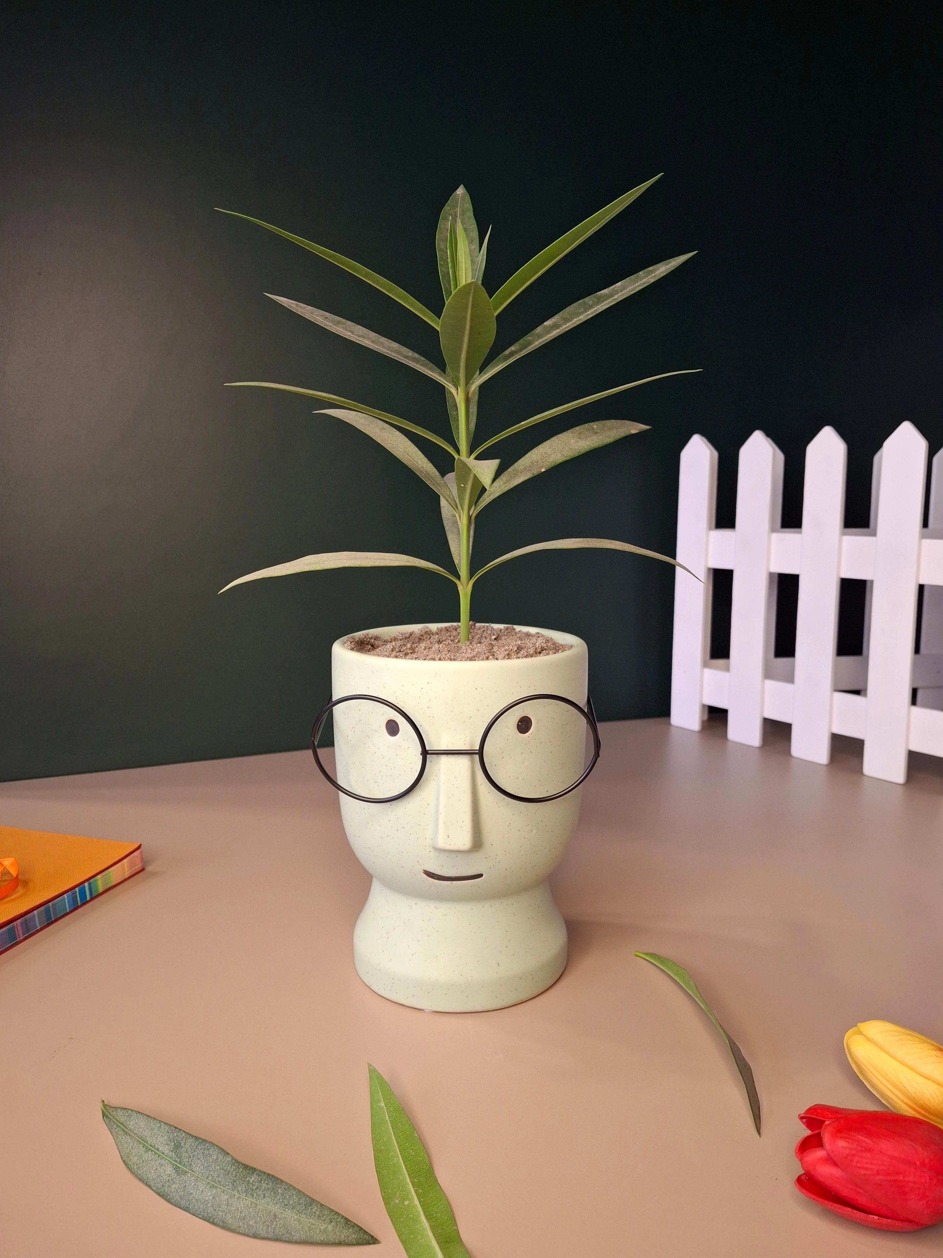 The Librarian Planter - Image 5
