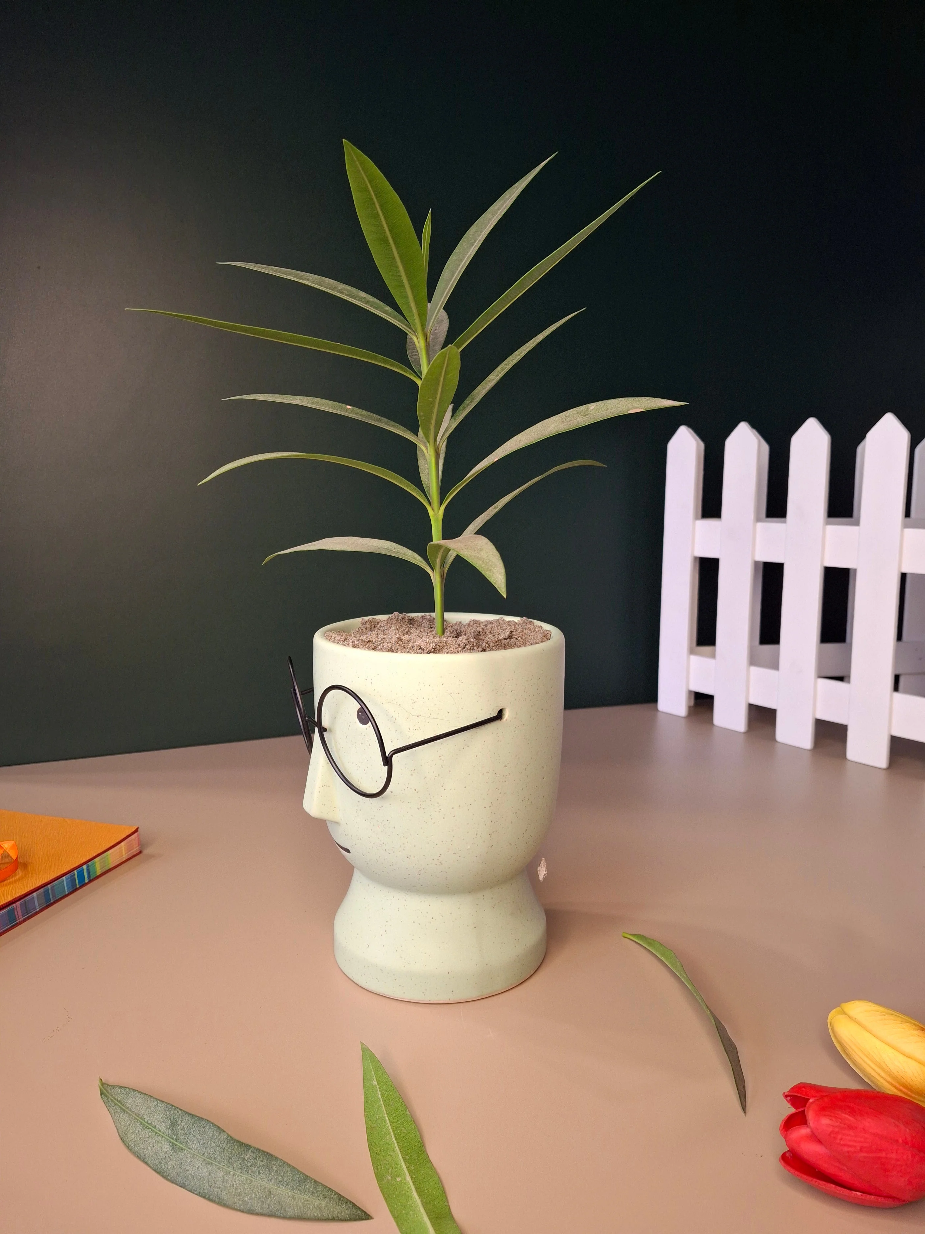 The Librarian Planter - Image 7