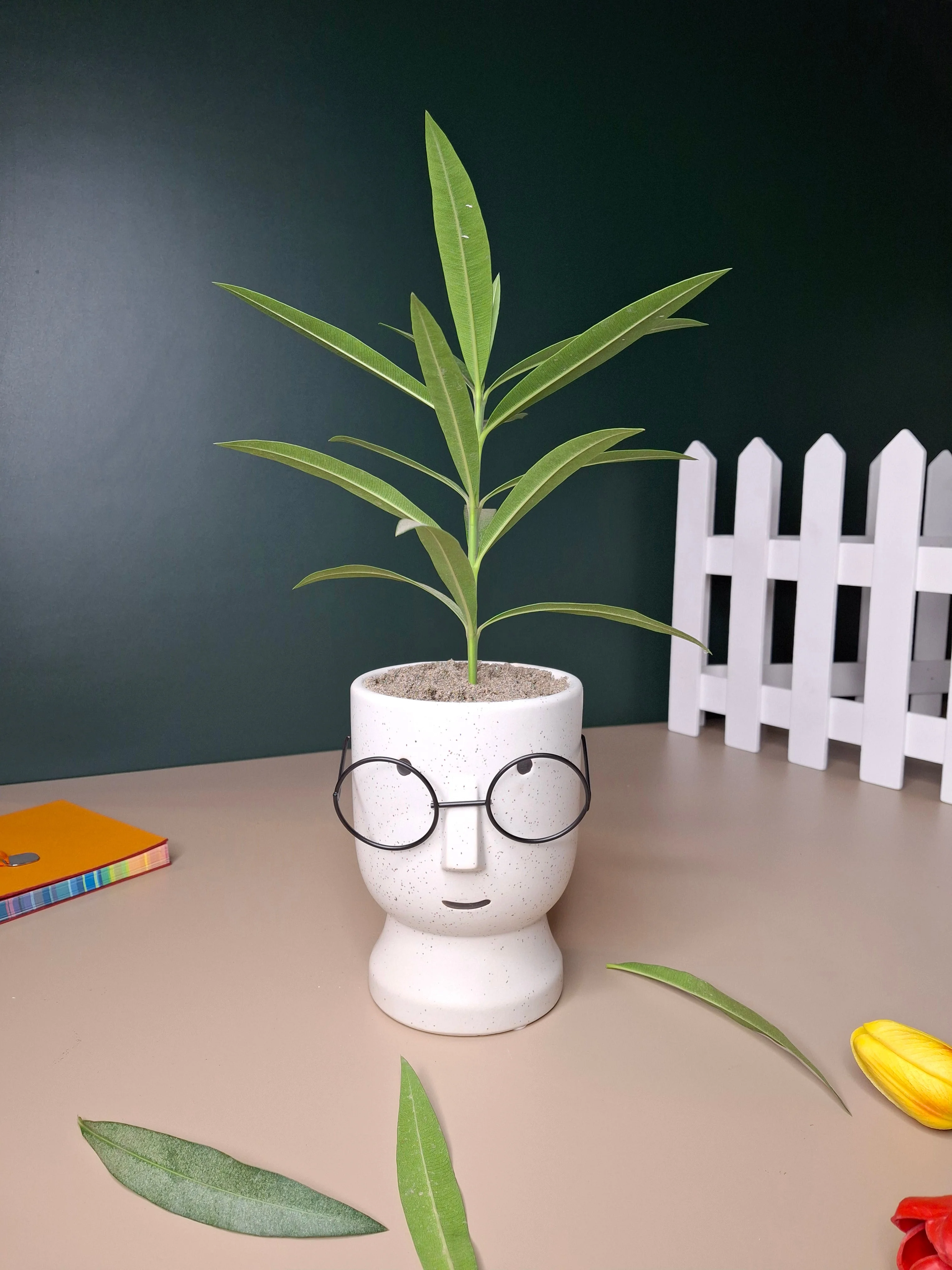 The Librarian Planter - Image 9
