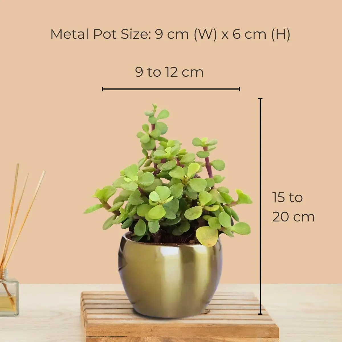 Three Lucky Plants Combo in Metal Pots (Small) - Image 3