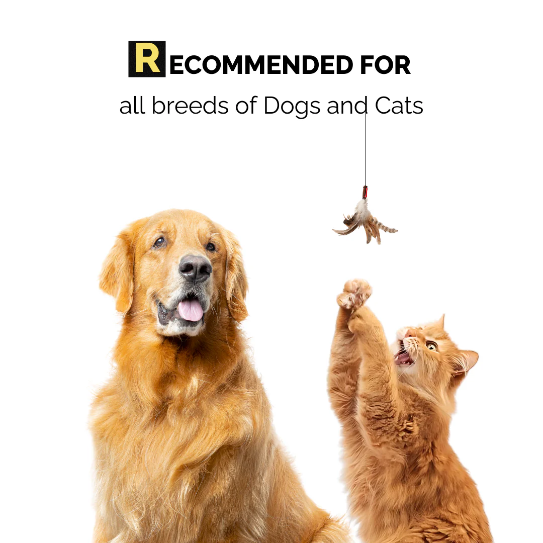 Tick Defense - Tick Free Shampoo for Dogs and Cats - Image 5