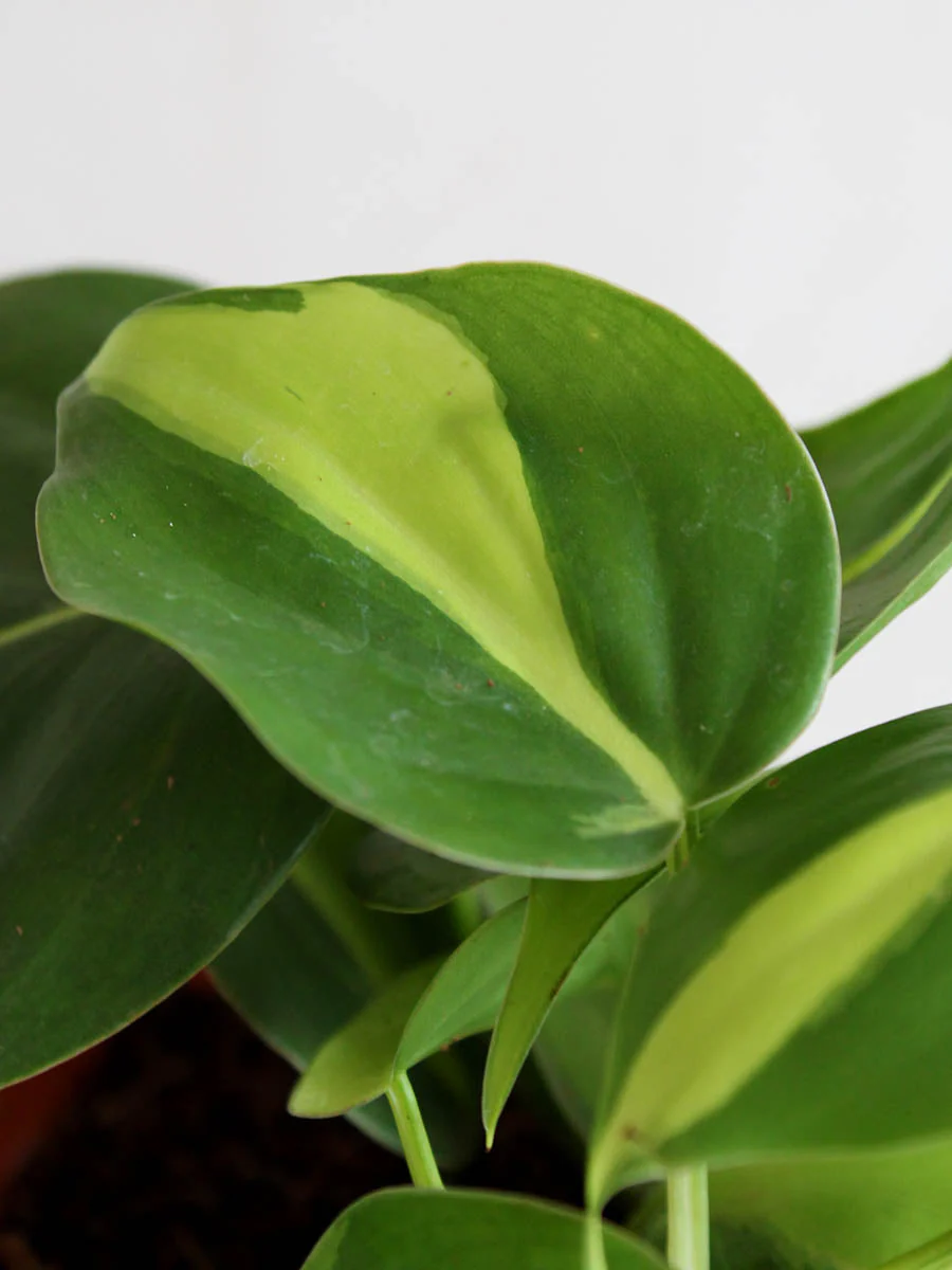 Trailing Variegated Love - Image 2