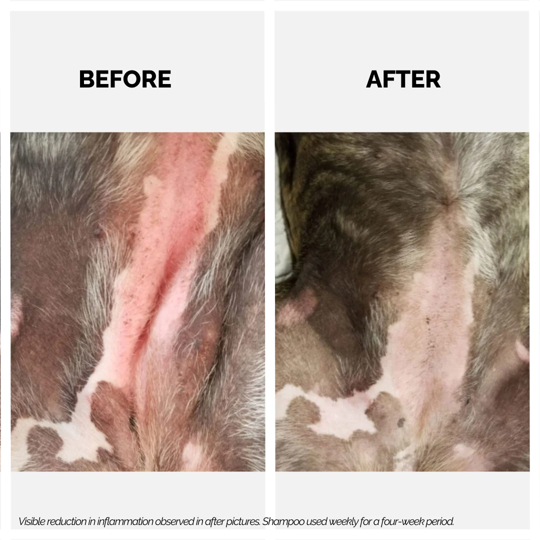 Xtra Nourish Medicated Shampoo for Dogs & Cats - Image 4