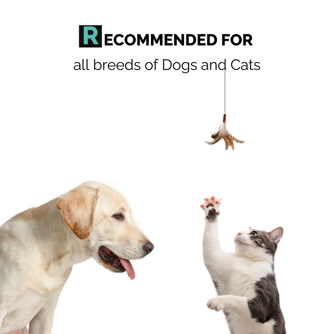 Xtra Nourish Medicated Shampoo for Dogs & Cats - Image 5